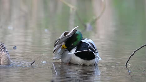 Beautiful-male-Mallard-Duck-preening-it's-feathers-next-to-the-female-on-the-pond