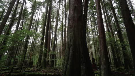 Noroeste-Pacífico,-Parque-Regional-Del-Espíritu-Del-Pacífico-En-Vancouver,-Columbia-Británica-Clip-De-Hermosos-árboles-Forestales