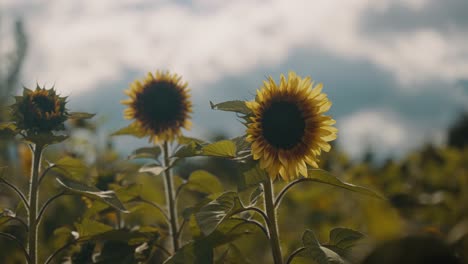 Sunflower-Plantation-In-Shallow-Depth-Of-Field.
