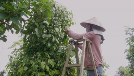 Person-working-at-a-farm-during-a-cloudy-day,-peppercorn-plantation-harvesting