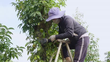 Mujer-Asiática-Trabajando-En-Una-Granja-Orgánica-Y-Recogiendo-Pimienta-De-Un-árbol-Durante-El-Covid