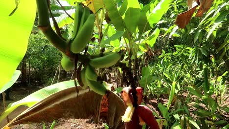 Close-up-shot-of-bananas-growing-with-a-new-bud-opening-up-on-a-branch