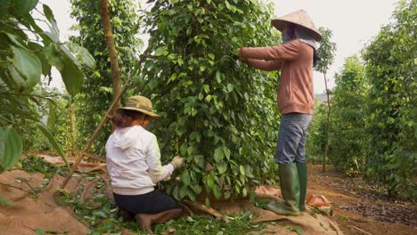 Dos-Mujeres-Asiáticas-Que-Trabajan-En-Una-Plantación-De-Pimienta-Durante-La-Pandemia