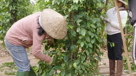 Vietnamese-woman-working-in-a-rural-area-by-picking-pepper,-female-power-in-asia