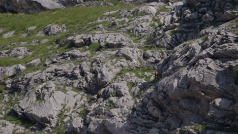 Herd-of-Chamois-walking,-grazing-and-climbing-high-up-in-the-mountains