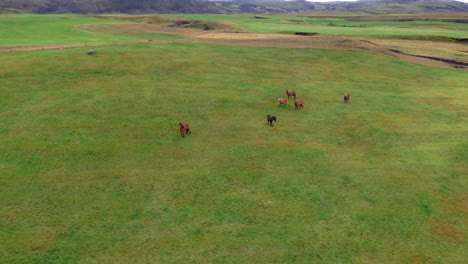 Luftbild:-Eine-Pferdeherde-Auf-Einem-Isländischen-Bauernhof