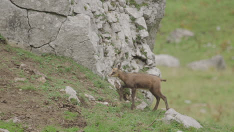 Slow-Motion:-Close-up-of-Chamois-Cub-walking-high-up-in-the-mountains