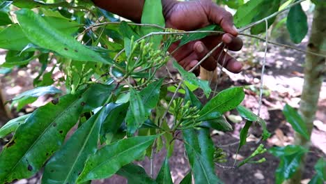Close-up-shot-of-an-African-man-holding-a-thin-branch-showing-a-group-of-clove-spice