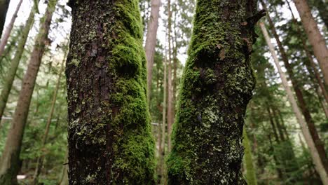Noroeste-Pacífico,-Parque-Regional-Del-Espíritu-Del-Pacífico-En-Vancouver,-Columbia-Británica-Clip-De-Hermosos-árboles-Forestales