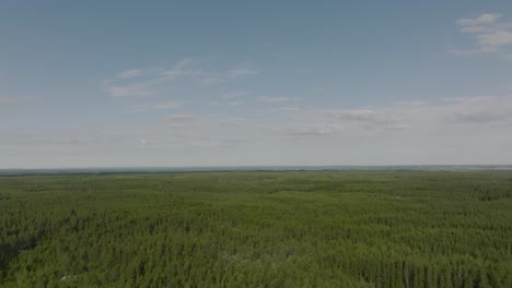 Endlose-Wälder-Im-Finnischen-Sommer