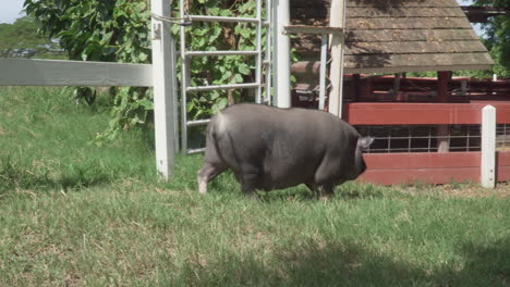 Cerdo-Barrigudo-Moviendo-La-Cola-Y-Caminando-Por-La-Hierba-En-Un-Día-Soleado