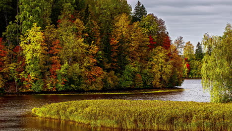 Time-lapse-of-beautiful-colorful-forest-or-trees-in-autumn-and-flowing-river