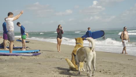 Ein-Paar-Neugierige-Hunde-Am-Strand-Von-Batu-Bolong-In-Bali-Canggu,-Wo-Surfer-Und-Touristen-Häufig-Sind