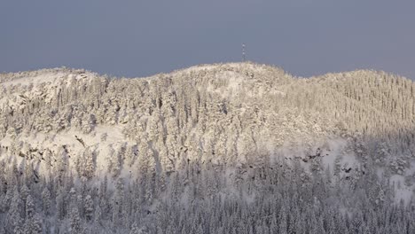 Bereifte-Bäume,-Die-Im-Winter-Mit-Dickem-Schnee-Bedeckt-Sind