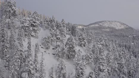árboles-Coníferos-Densamente-Cubiertos-De-Nieve-Durante-El-Invierno