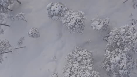 Drohne-Steigt-Im-Winter-Im-Tiefschnee-Durch-Den-Wald-Auf