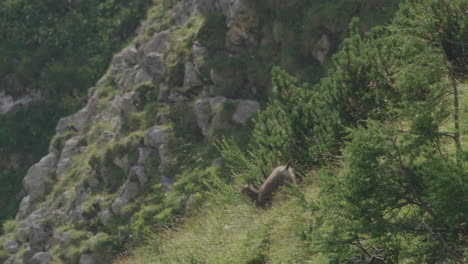 Slow-Motion-shot-of-a-Chamois-mother-with-cub-walking-over-a-mountain-meadow