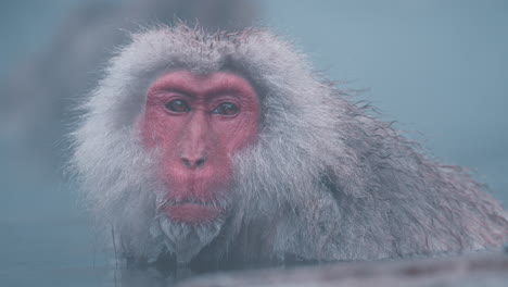 Snow-Monkey-in-Hot-Spring:-Up-Close-and-Personal-with-a-Curious-Primate-in-Jigokudani-Yaen-Koen,-Japan's-Winter-Wonderland,-Enjoying-the-Warm-Waters-and-Scenic-Surroundings-in-Stunning-Slow-Motion