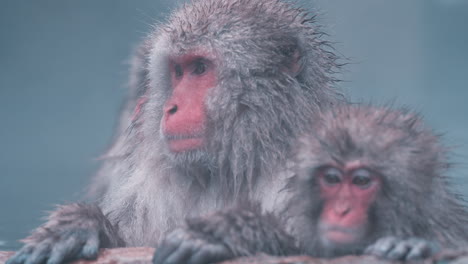 Snow-Monkey-Gazing-Around-in-Hot-Spring-at-Snow-Monkey-Park,-Jigokudani-Yaen-Koen,-Japan---Close-up-in-Slow-Motion
