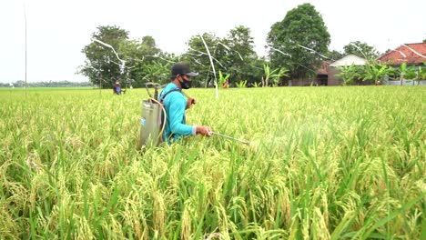 Asiatischer-Bauer-Versprüht-Herbizid.-Bauer-Versprüht-Insektizid-Auf-Reisfeldern-In-Indonesien