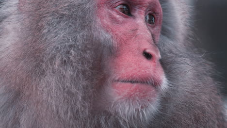 Snow-Monkey's-Inquisitive-Gaze:-A-Mesmerizing-Slow-Motion-Footage-of-a-Curious-Primate-in-Jigokudani-Yaen-Koen,-Japan