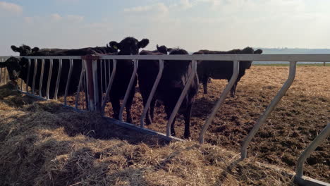 Vacas-De-Carne-Angus-Negra-En-Un-Campo-Comiendo-Heno