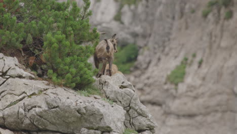Close-up-of-group-of-Chamois-and-cubs-high-up-in-the-mountains