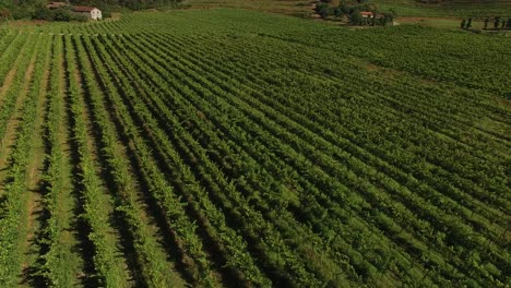 Flying-Over-rows-of-grape-vines-on-a-large-farm