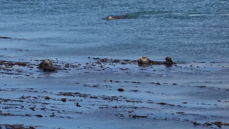 Sea-Otters-In-Morro-Bay,-California;-4K-footage