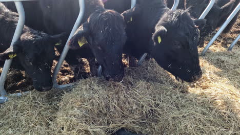 Cattle-with-their-heads-through-the-pen-eating-hay
