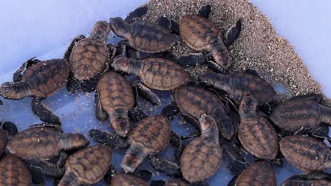 Frisch-Geschlüpfte-Junge-Meeresschildkröten-Bereit,-Im-Rahmen-Eines-Meeresschildkrötenschutzprojekts-Ins-Meer-Entlassen-Zu-Werden
