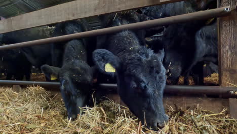Close-up-shot-of-black-cows-in-grid-eating-fresh-hay-inside-modern-barn---Healthy-animal-husbandry