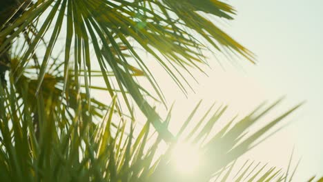 Palm-trees-and-sunshine-in-slow-motion