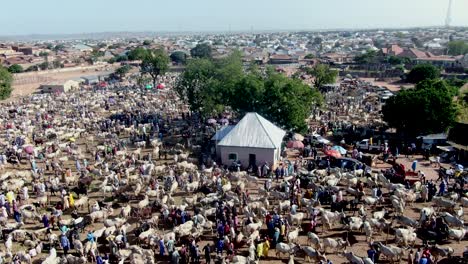White-Fulani-cattle-at-the-market-in-Gombe,-Nigeria---ascending-aerial-view