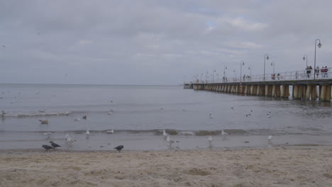 A-cluster-of-birds-near-the-pier-in-Orlowo
