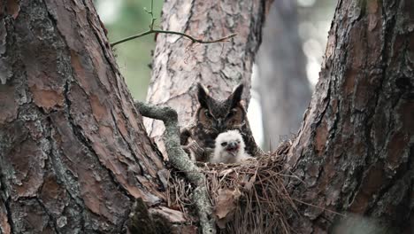 Baby-owlet-chick-waking-up-in-a-nest-with-Parent-Great-horned-owl---close-up-shot