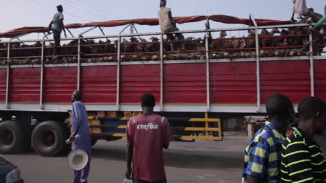 LKW-Beladen-Mit-Ziegen-Zum-Markt-In-Gombe,-Nigeria