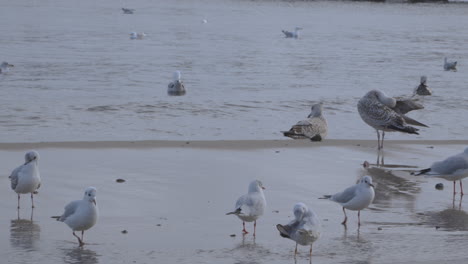 Flock-Of-Seagulls,-Hooded-Crow,-And-American-Herring-Gull-Foraging-On-Shoreline-Of-Redlowo-Beach-In-Gdynia,-Poland