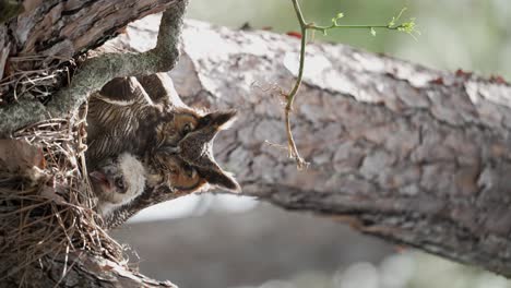 Vertical-video-shot-of-a-great-horned-owl-sitting-on-a-nest-with-baby-owl-chick