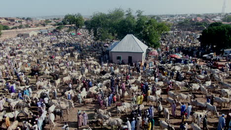 Mercado-De-Ganado-De-Gombe,-Nigeria---Entrada-Aérea