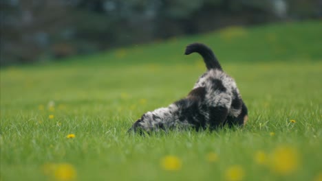 adorable-puppies-running-and-playing-together-4k