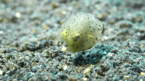 Niedlicher-Baby-Kofferfisch,-Der-An-Sandigem-Unterwasserboden-Knabbert