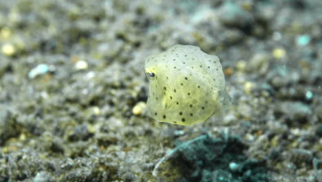 Juvenile-boxfish-swimming-near-the-sand-slow-motion