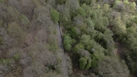 Aerial-footage-flying-over-a-country-lane-winding-through-a-thick-forest