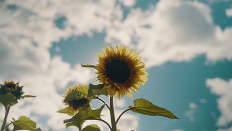 Blühende-Sonnenblume-Auf-Einem-Feld-Mit-Hintergrundbeleuchtung-Und-Sonnendurchflutetem-Brise-Sonnenaufgang