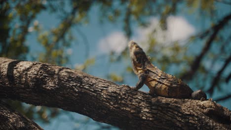 Retrato-De-Una-Percha-De-Reptil-Iguana-Juvenil-En-La-Corteza-De-Un-árbol-En-El-Bosque-Tropical-En-Costa-Rica
