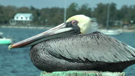 Close-up-of-a-pelican-resting-on-a-lovely,-sunny-day-at-the-bay-of-St-Andrews-Marina-in-Panama-City,-Florida