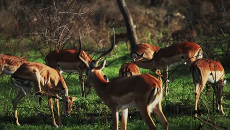 Gruppe-Von-Impala-Antilopen,-Die-Auf-üppiger-Afrikanischer-Landschaft-Grasen