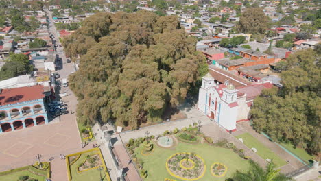Oaxaca-árbol-Grande-Tule-Antiguo
