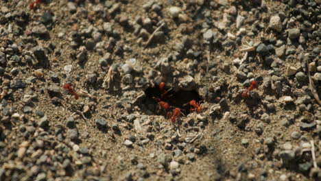 Ein-Hügel-Roter-Ameisen-In-Zeitlupe